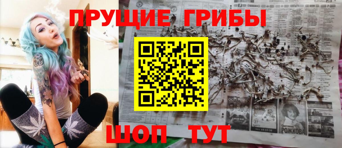 Псилоцибиновые грибы Psilocybe Сальск